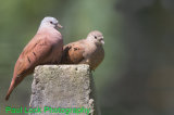 Ruddy Ground-Doves