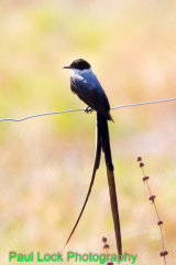 Fork-tailed Flycatcher