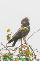 Beaudouin's Snake Eagle