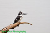 Pied Kingfisher