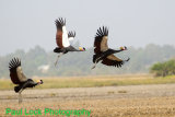 Black Crowned Cranes