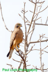 Grasshopper Buzzard