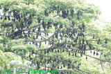 Indian Flying Foxes