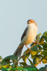 Yellow-eyed Babbler