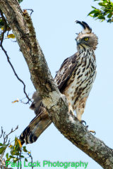 Crested Hawk Eagle