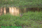 This Impala was chased by a wild dog and jumped into the water to escape.Crocodiles were about but the Impala wouldn't leave the reeds. It was still sheltering when we left.