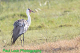 Wattled Crane