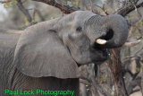 Elephant having a drink