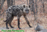 Spotted Hyaena