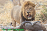 Lion with Kudu kill (scarred right eye but eye OK)