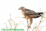 Tawny Eagle