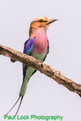 Lilac-breasted Roller