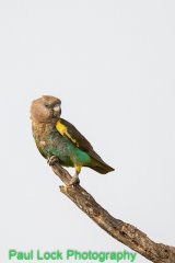 Meyer's Parrot