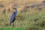 Goliath Heron