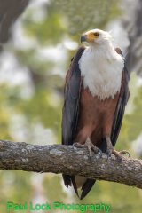 African Fish Eagle