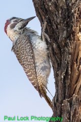 Bearded Woodpecker