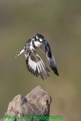 Pied Kingfisher