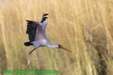 Yellow-billed Stork