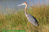 Goliath Heron