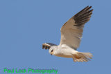Black-shouldered Kite