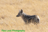 Side-striped Jackal