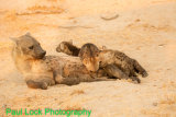 Spotted Hyaena with young