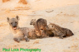 Hyaena feeding pups.The cub at the back is not hers but she will feed it. However her bigger cubs keep it away!