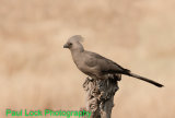 Grey Go-Away-Bird