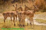 Impalas