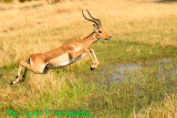 Leaping Impala