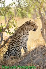 Leopard watching intently