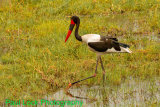 Saddle-billed Stork