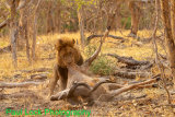Scarred Lion moving Kudu (probably closer to water as many "observers" would take some Kudu if the Lion leaves it)