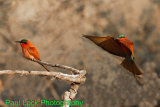 Southern Carmine Bee-eaters