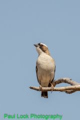 White-browed Sparrow-weaver