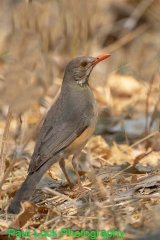 Kurrichane Thrush