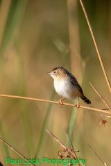Rattling Cisticola