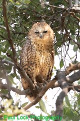 Pel's Fishing Owl
