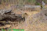 Leopard patiently waiting