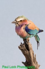 Lilac-breasted Roller