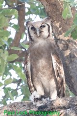 Verreaux's Eagle-owl