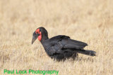 Southern (African) Ground Hornbill