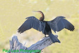 African Darter