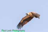 White-backed Vulture