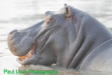 Hippo
