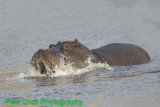 Hippo surfacing