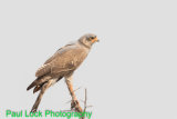 Pale Chanting Goshawk