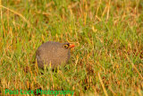 Red-billed Spurfowl