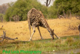 Giraffe having a drink
