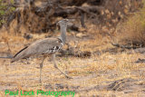 Kori Bustard